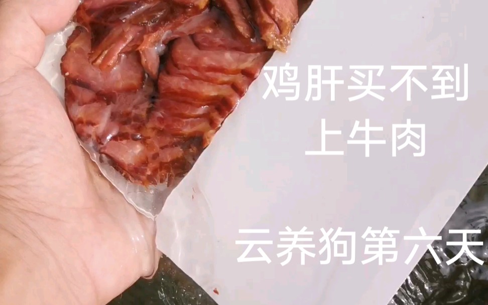 云养狗第六天:鸡肝没了牛肉上.主人何谓言少钱,径需估取众云币.哔哩哔哩bilibili