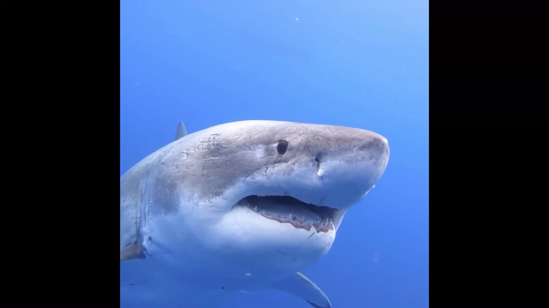 大白鲨深蓝2.5吨到3吨,5.7米