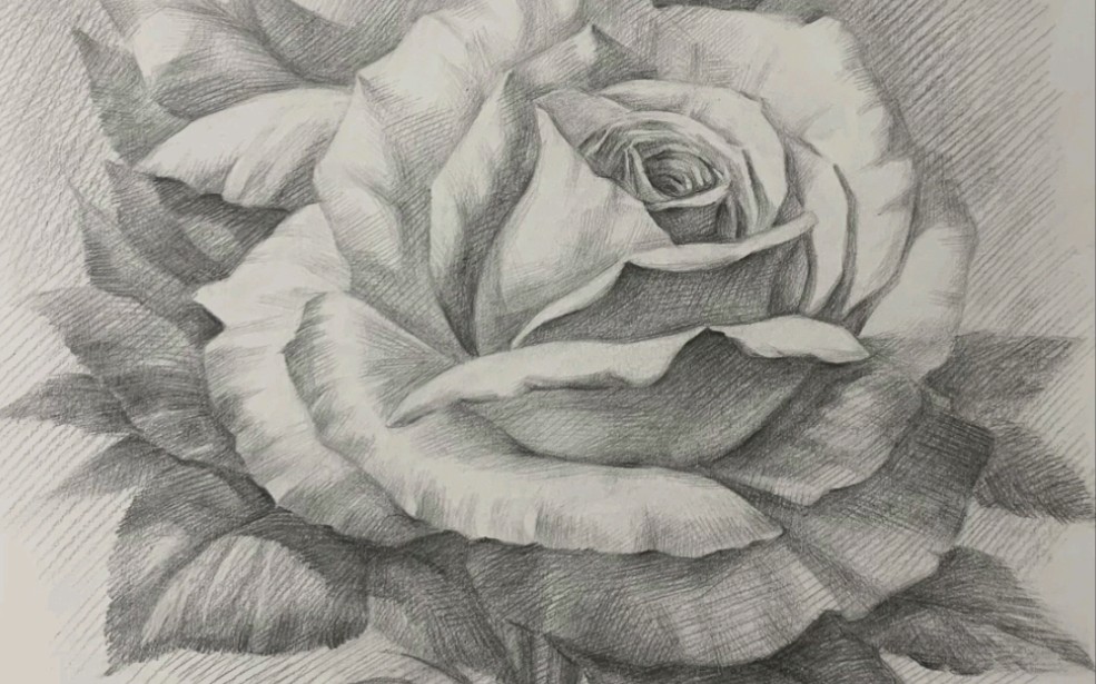 活动作品素描花卉月季铅笔素描教程手绘