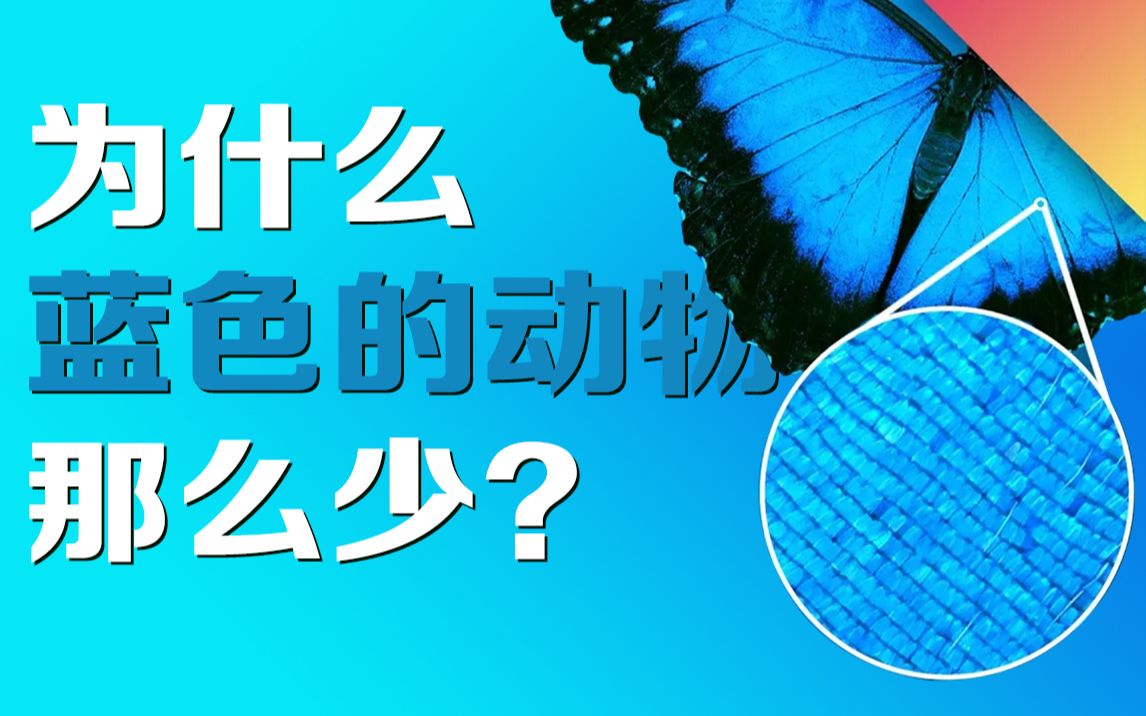 一个角度刁钻的冷知识:蓝色的动物为什么这么少?哔哩哔哩bilibili