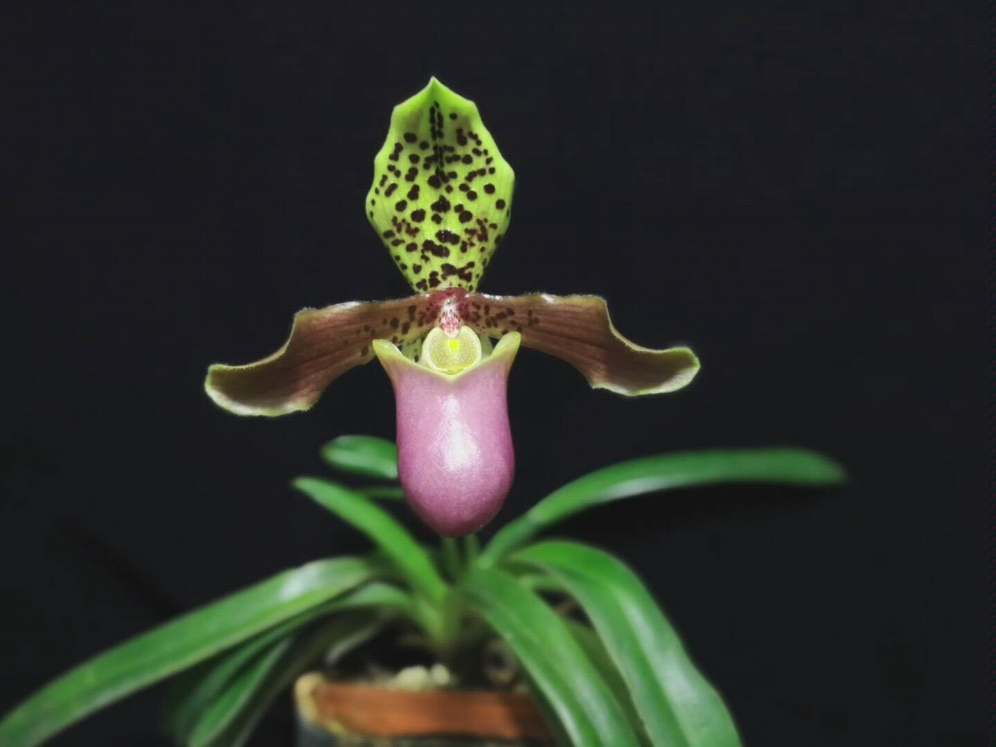 亨利兜兰paphiopedilumhenryanum