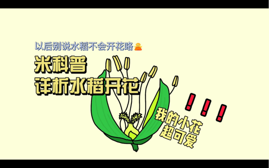 米科普|最详细解析水稻开花与授粉!!哔哩哔哩bilibili