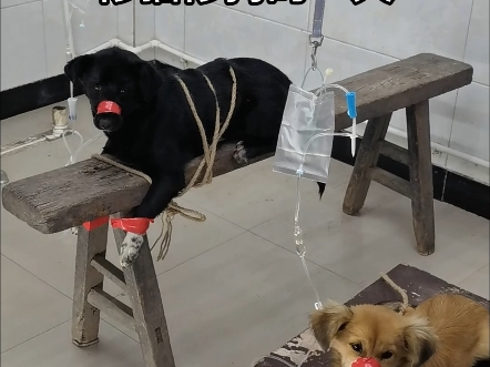 乡村兽医给猫狗治病的一天