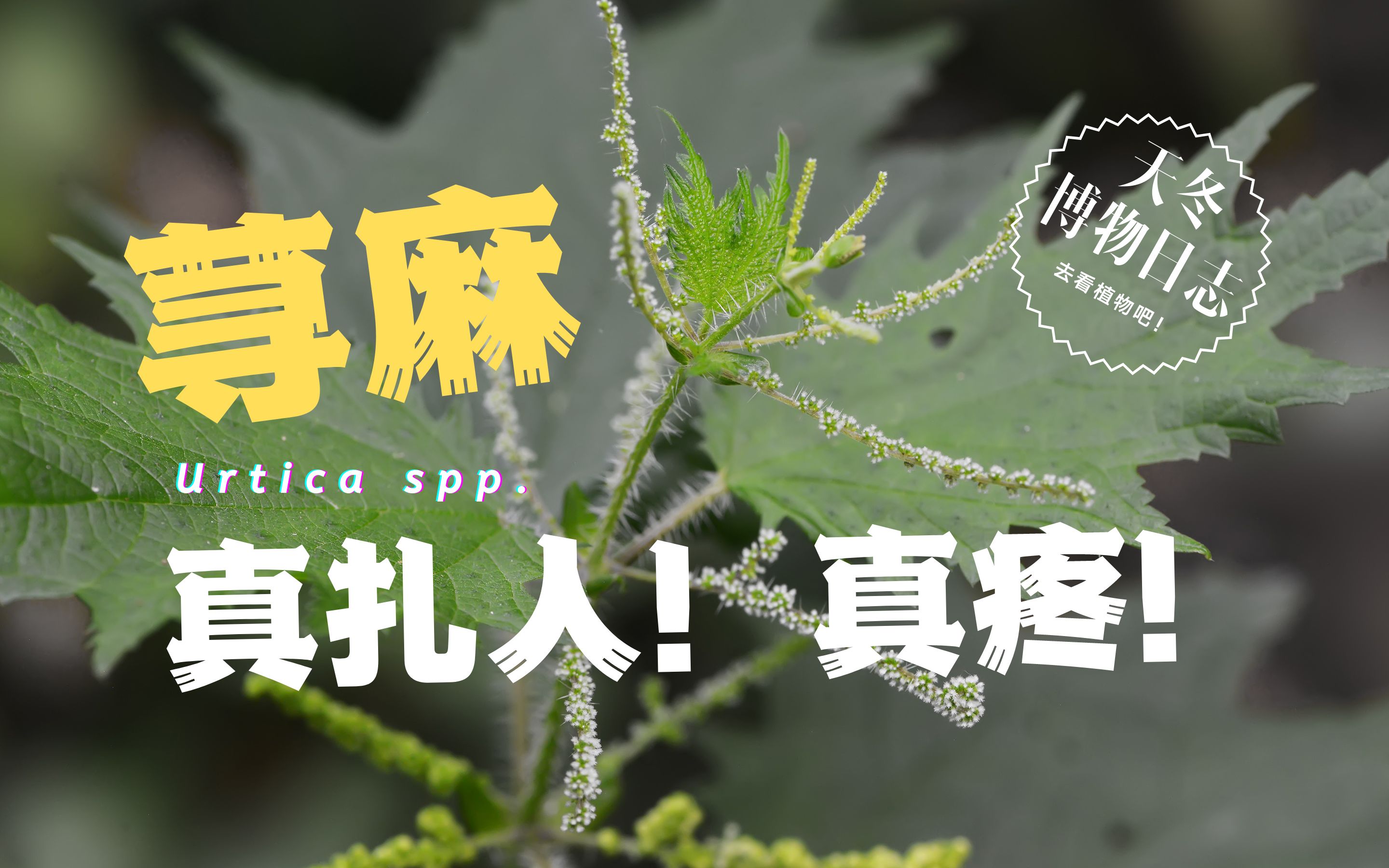 荨麻,真扎人!真疼!【天冬博物日志】【去看植物吧】哔哩哔哩bilibili