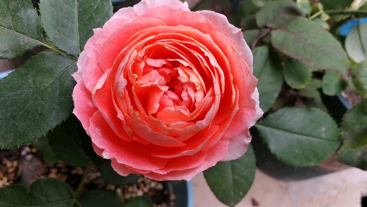 【月季品种:斑马耐心】斑马耐心月季,2013年日本今井清培育,幸运芽变