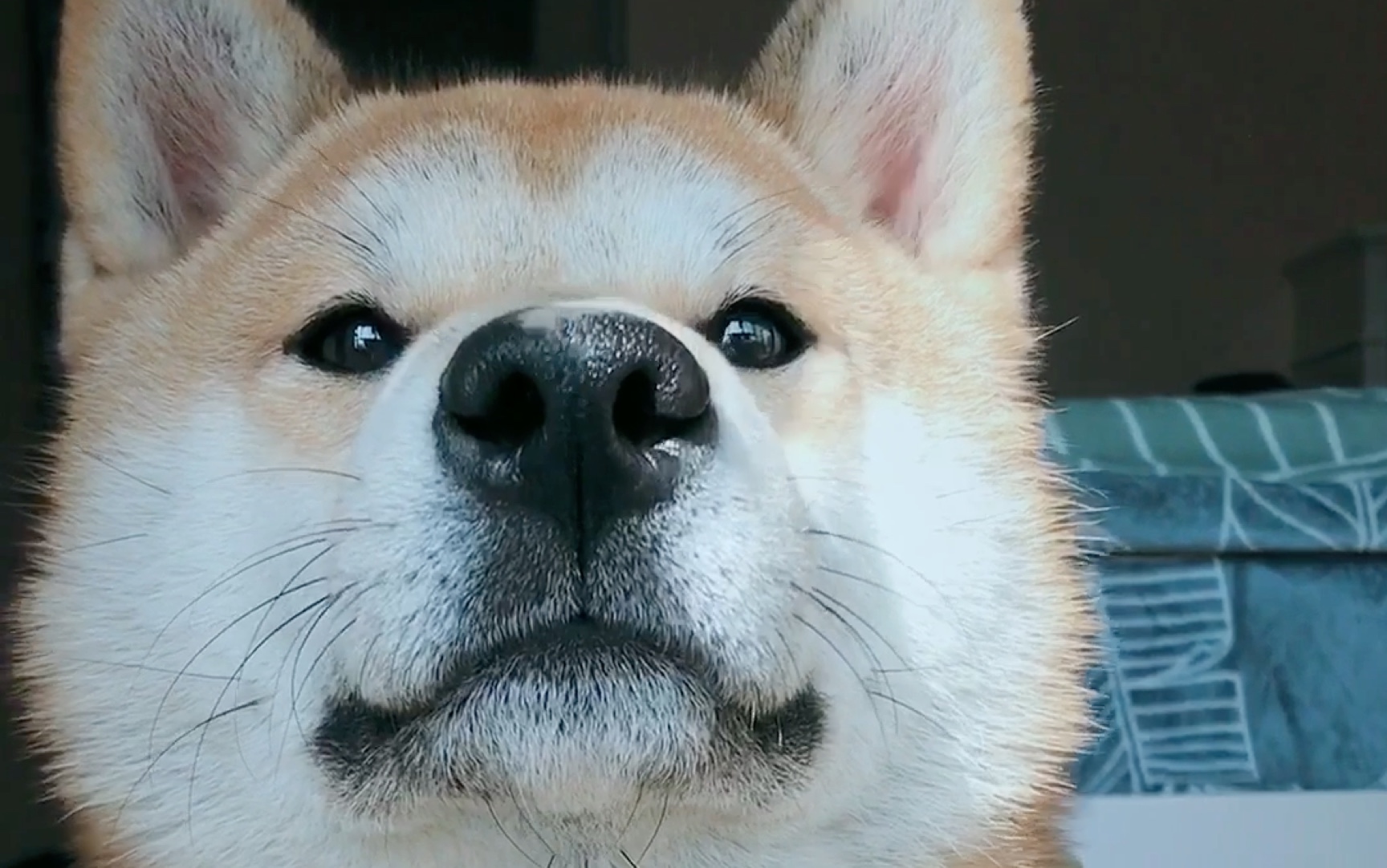 【柴犬】小眼睛阿浪玩球_哔哩哔哩 (゜-゜)つロ 干杯~-bilibili