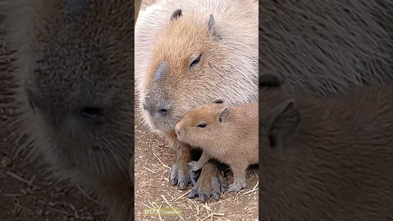 想和妈妈贴贴的水豚宝宝(卡皮巴拉)
