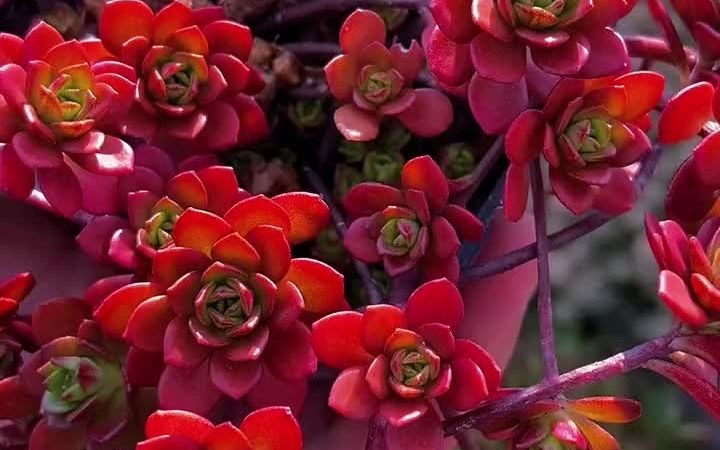 火焰景天#我的多肉花园#多肉植物#养肉肉