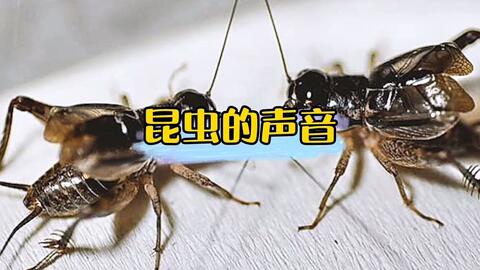 一般蝽类都 丑丑的 它却是个个例 穿着好看的 喇叭裤 哔哩哔哩 つロ干杯 Bilibili 一般蝽类都 丑丑的 它却是个个例 穿着好看的 喇叭裤 哔哩哔哩 つロ干杯 Bilibili