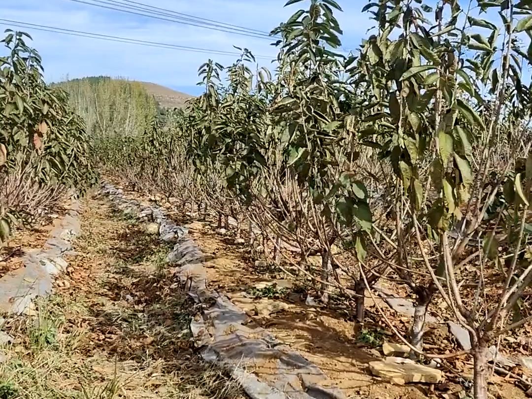 加拿大巨人樱桃苗品种优势好,基地直销,保湿邮寄