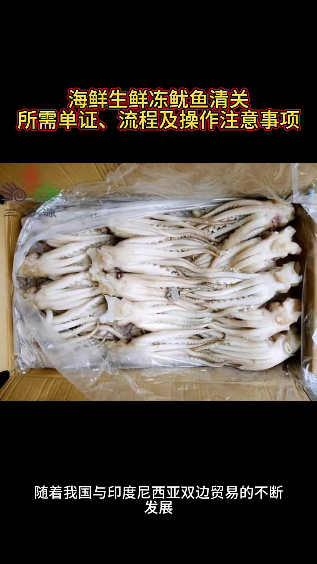 实操心得:进口印尼冻鱿鱼,你不得不了解的清关流程