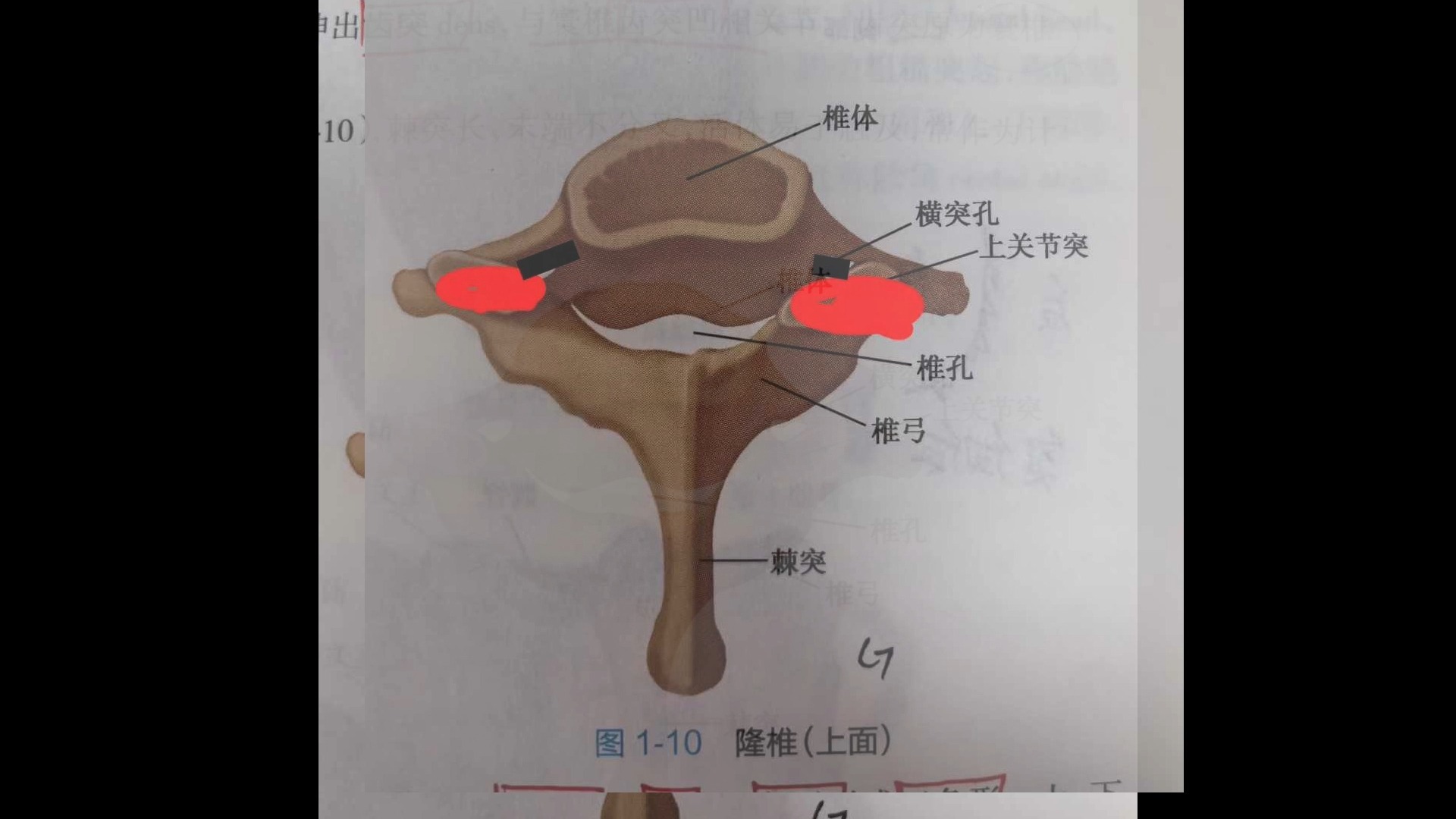 你敢和第七颈椎对视五秒钟吗?