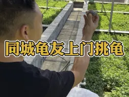 Download Video: 一家很大的黄缘龟场，上门看看