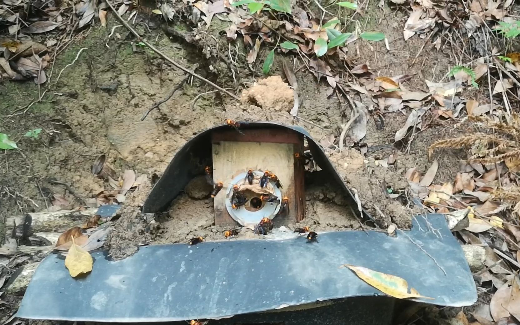 虎头蜂红娘人工养殖,检查最早放养的,有的长得好,有的放养失败