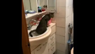 服了 猫咪竟然在洗脸池里尿尿 哔哩哔哩 Bilibili