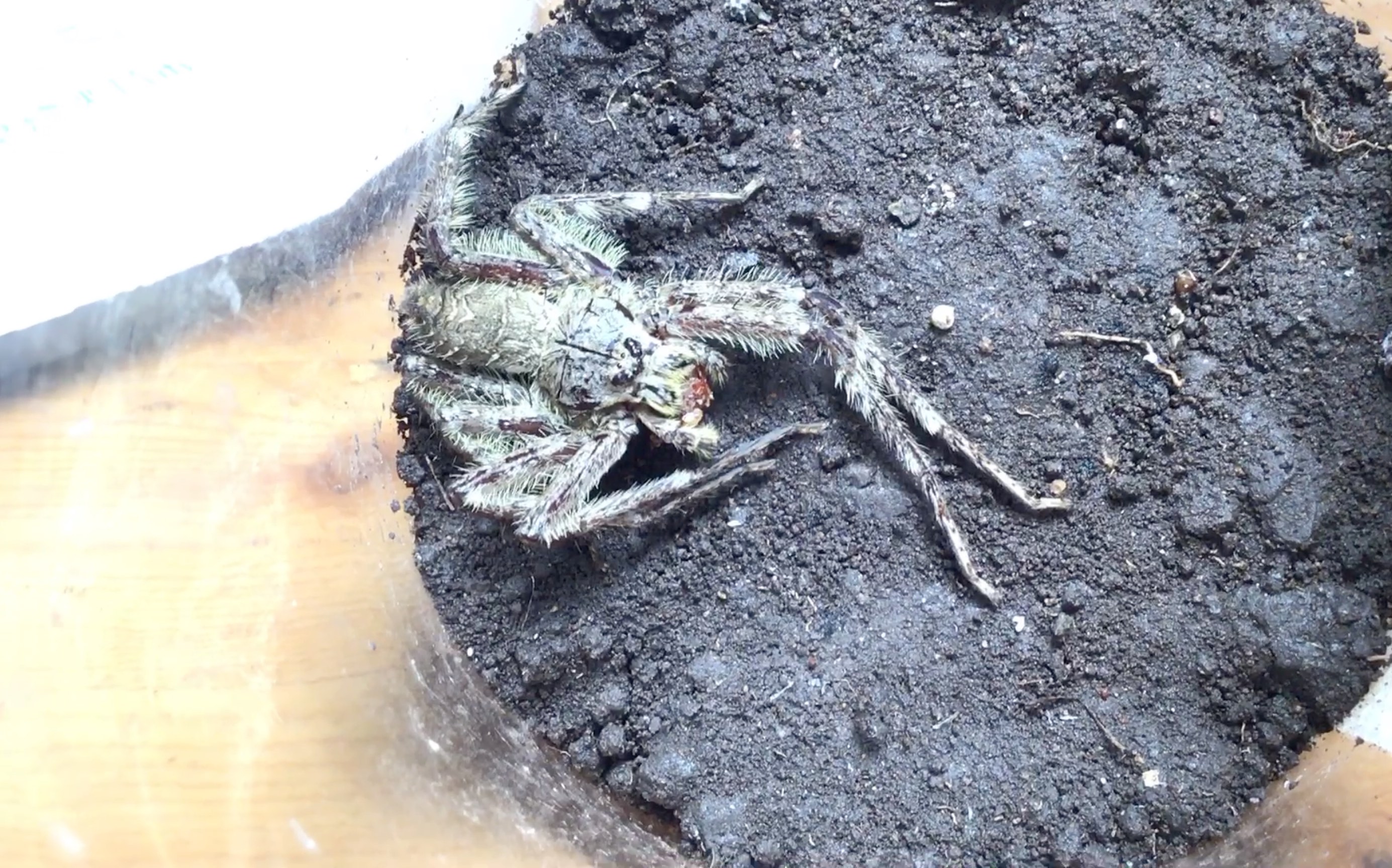 浅谈苔藓猎人蛛的饲养