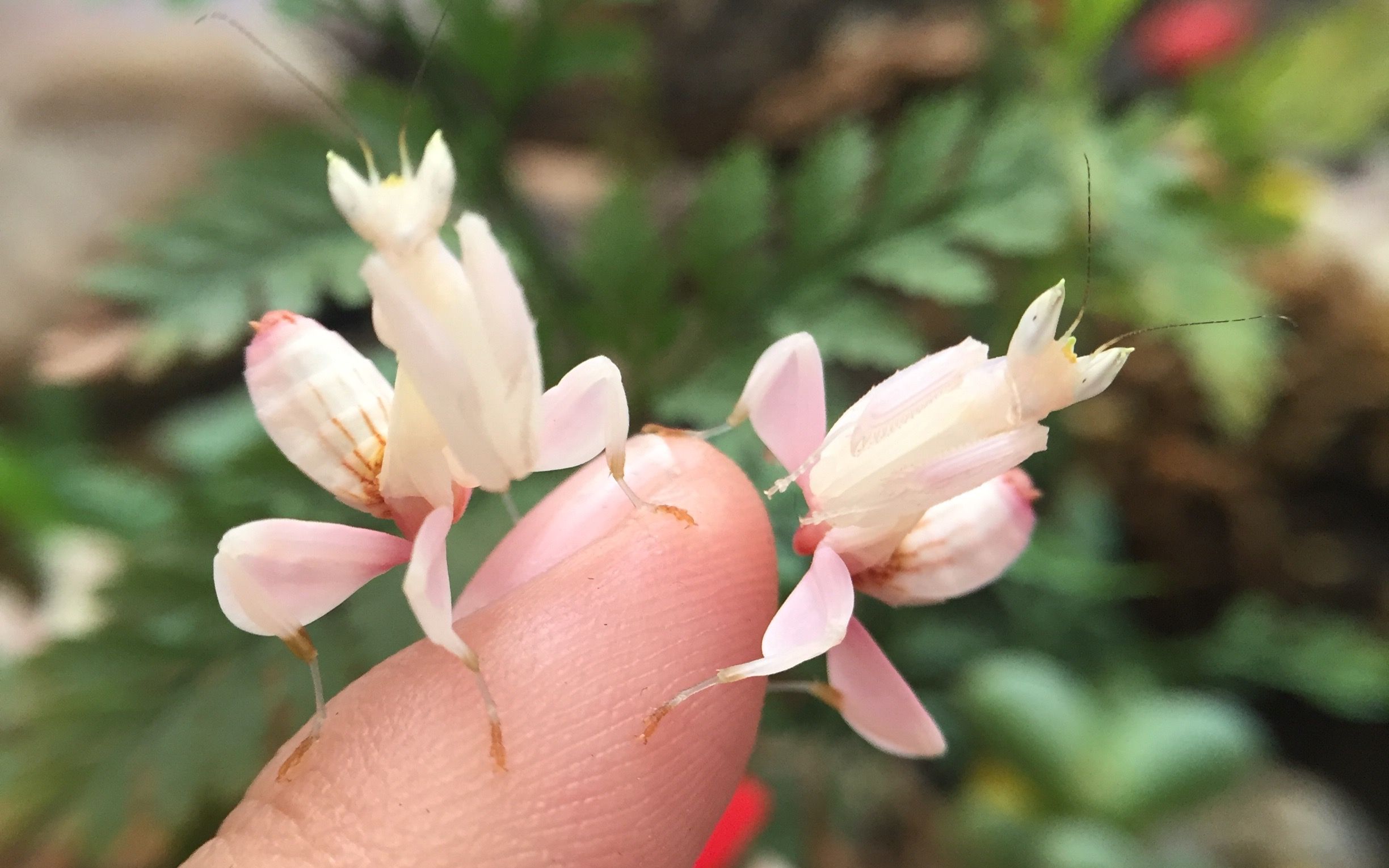 一隻吃蟲子的花