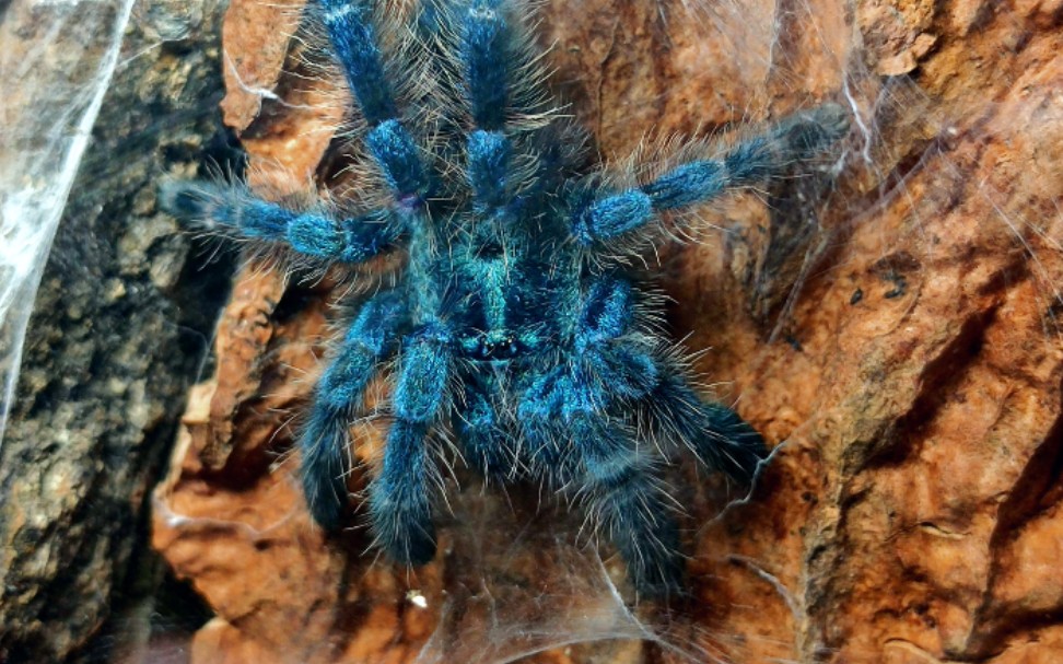 刚褪完皮的油彩粉趾,金属质感满满