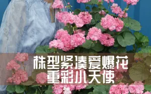 Download Video: 【惠惠的花园】“重彩小天使”花色粉嫩少女，植株矮壮花量大，非常适合阳台党栽种