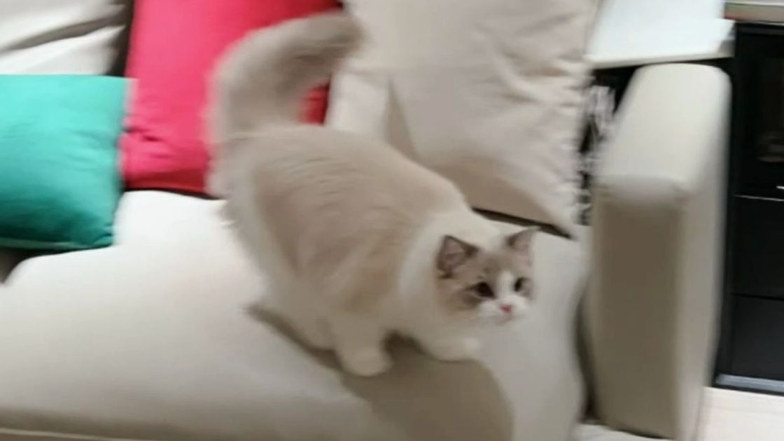 【caesar和loki的野爹】小宝给哥哥的生日惊喜