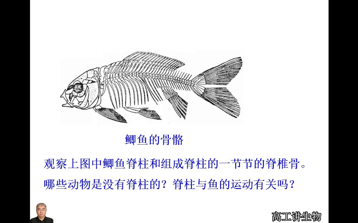 高工讲生物八年级(初二)生物上册第一章动物的主要类群第四节鱼哔哩哔哩bilibili