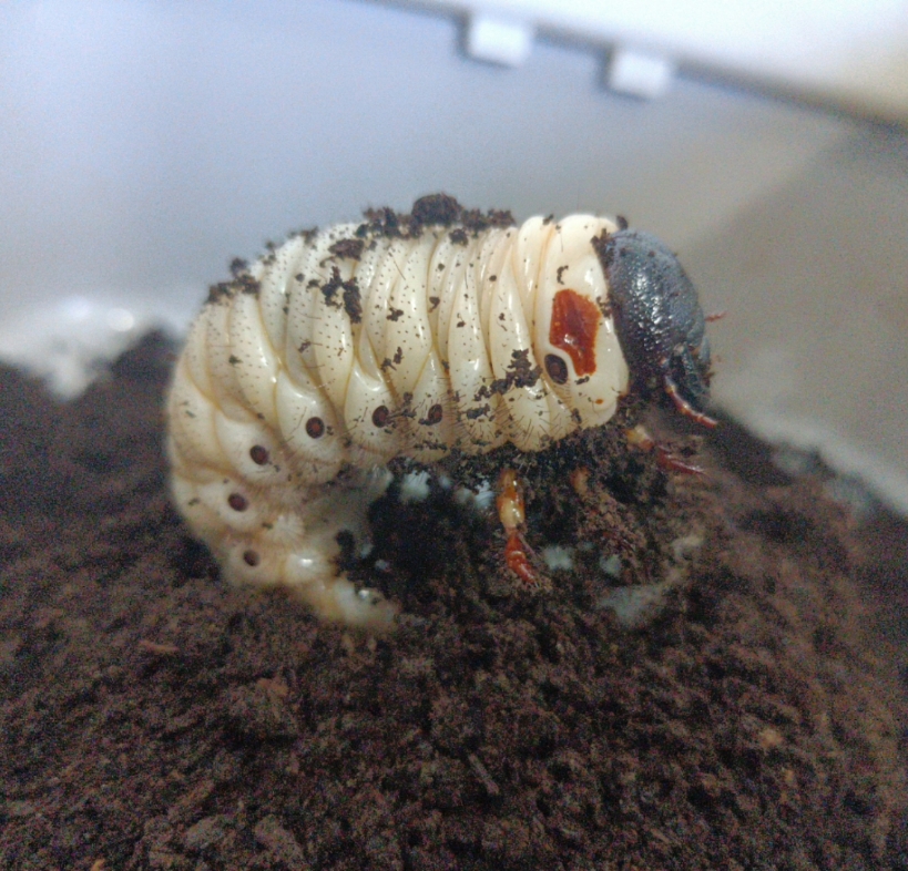 一只年幼的南洋大兜虫.