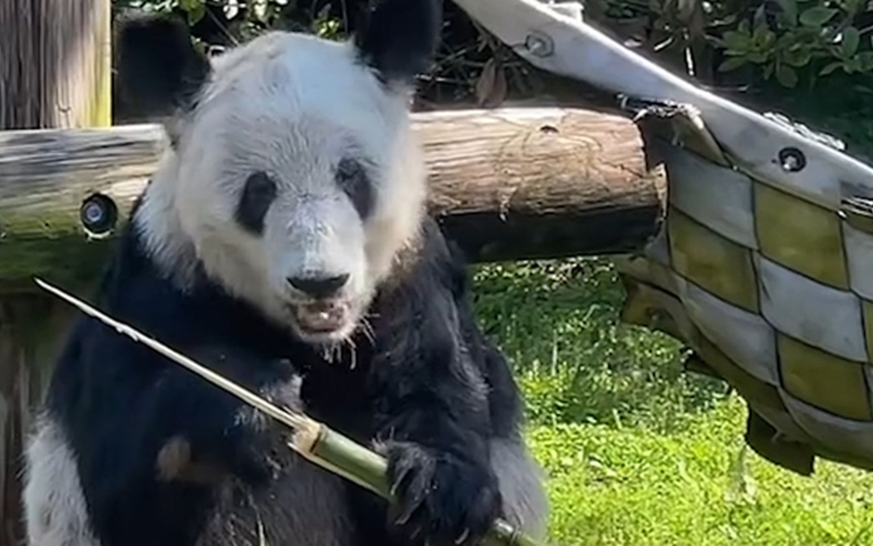 大熊貓丫丫將回國,身體狀況如何?獸醫:食慾良好