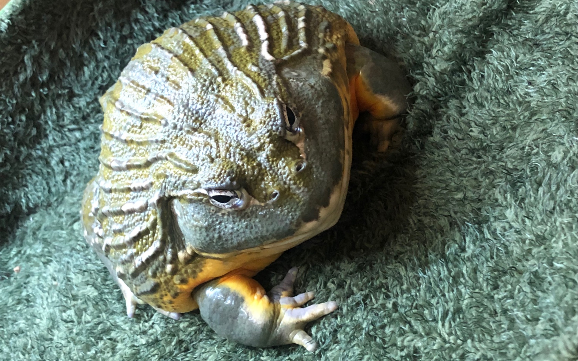 非洲牛蛙生宝宝全过程,生下来自己还想要吃掉!