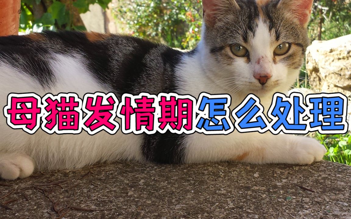 母猫发情期怎么处理哔哩哔哩bilibili