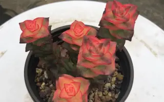 十字星多肉 哔哩哔哩 Bilibili 十字星多肉 哔哩哔哩 Bilibili