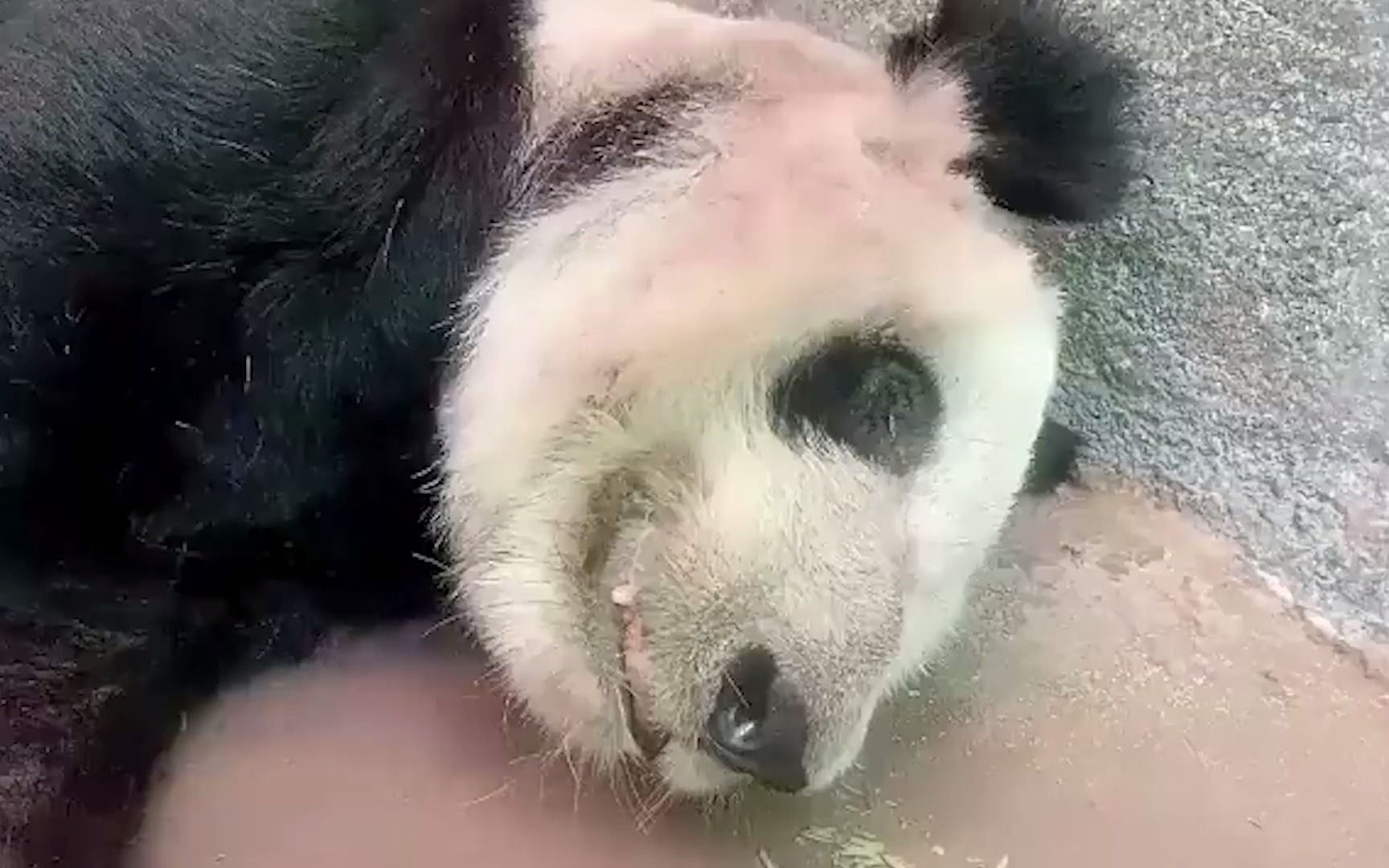 美国孟菲斯动物园大熊猫瘦骨嶙峋 中国动物园协会:属于老年并患有