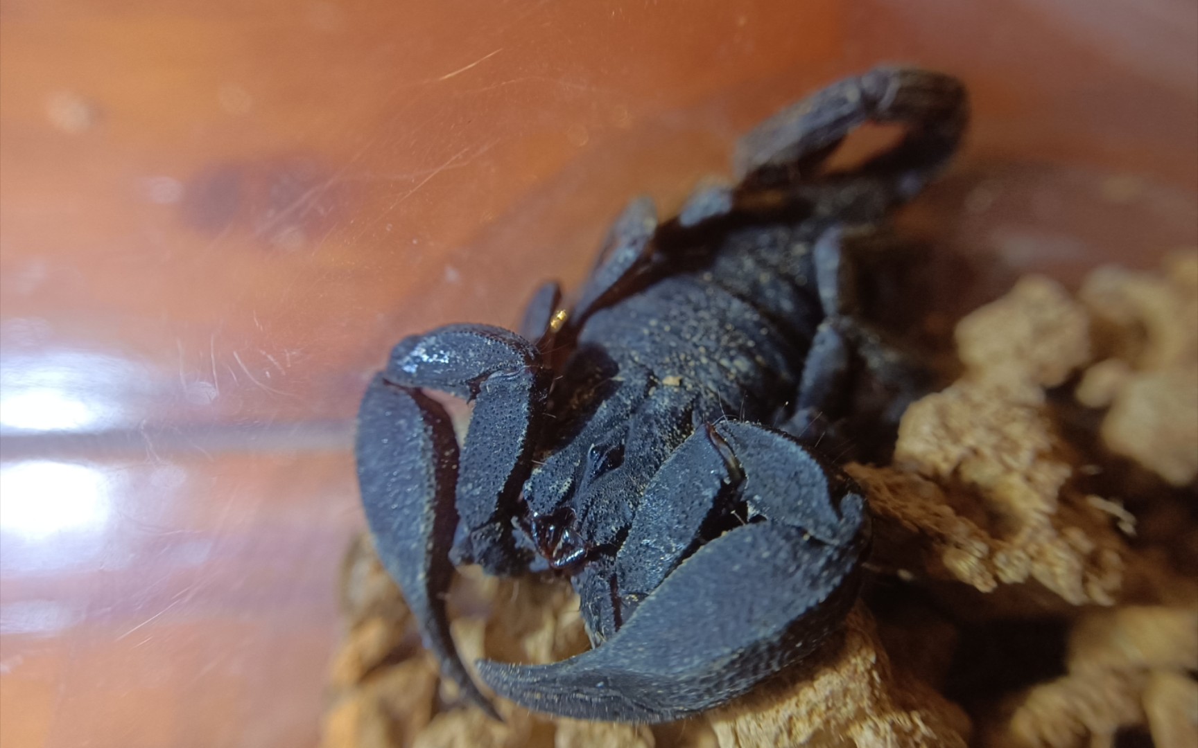 云南野采蝎子记录