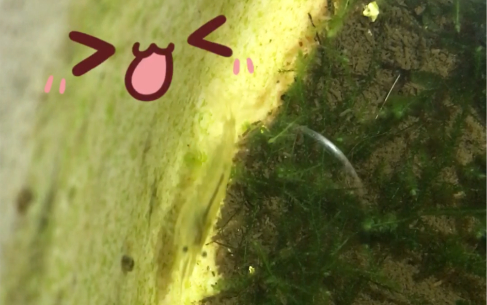 小虾米出生了!啊!太可爱了吧!