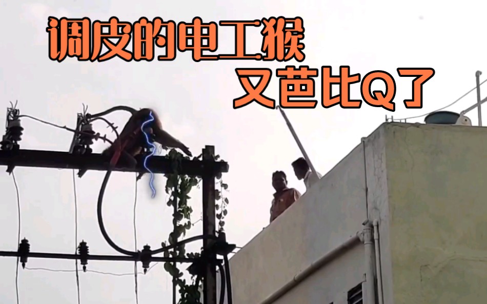 调皮的猴子爬到电线杆上玩耍,结果被电了