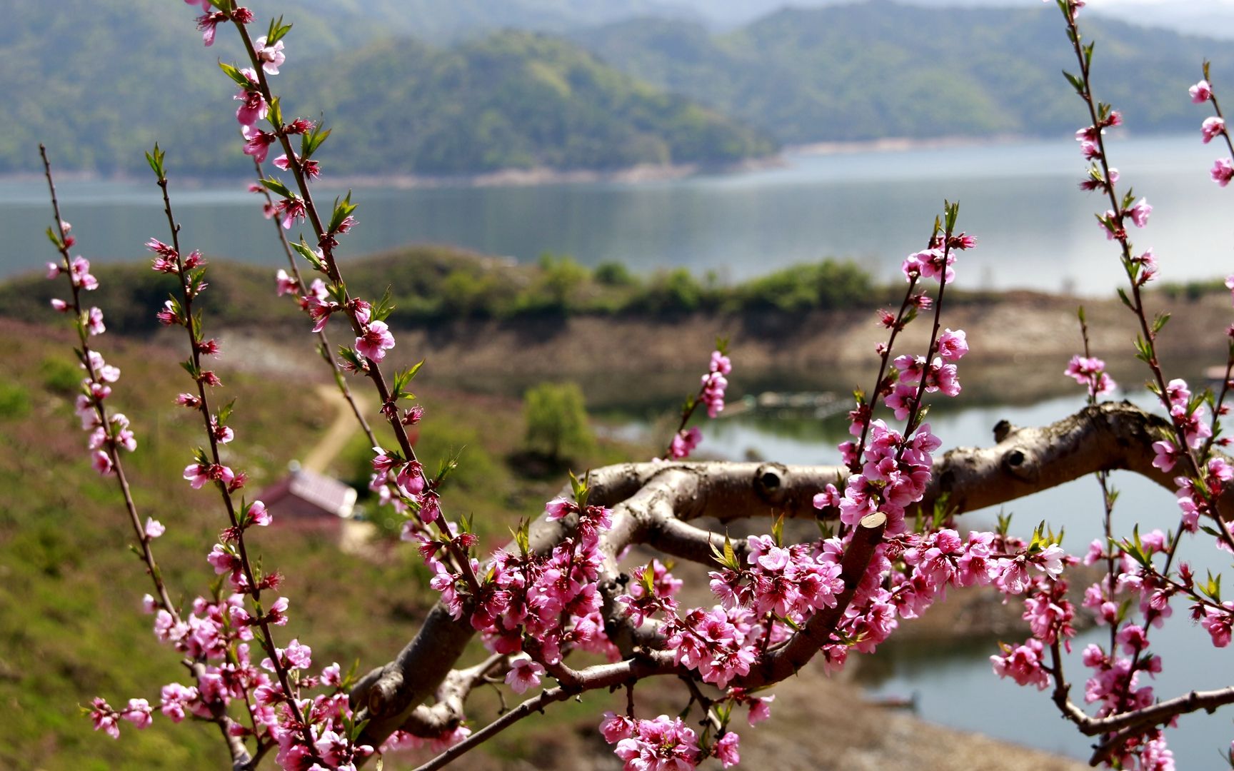 丹东老古拉子桃花开随手拍 (2021五一小长假)