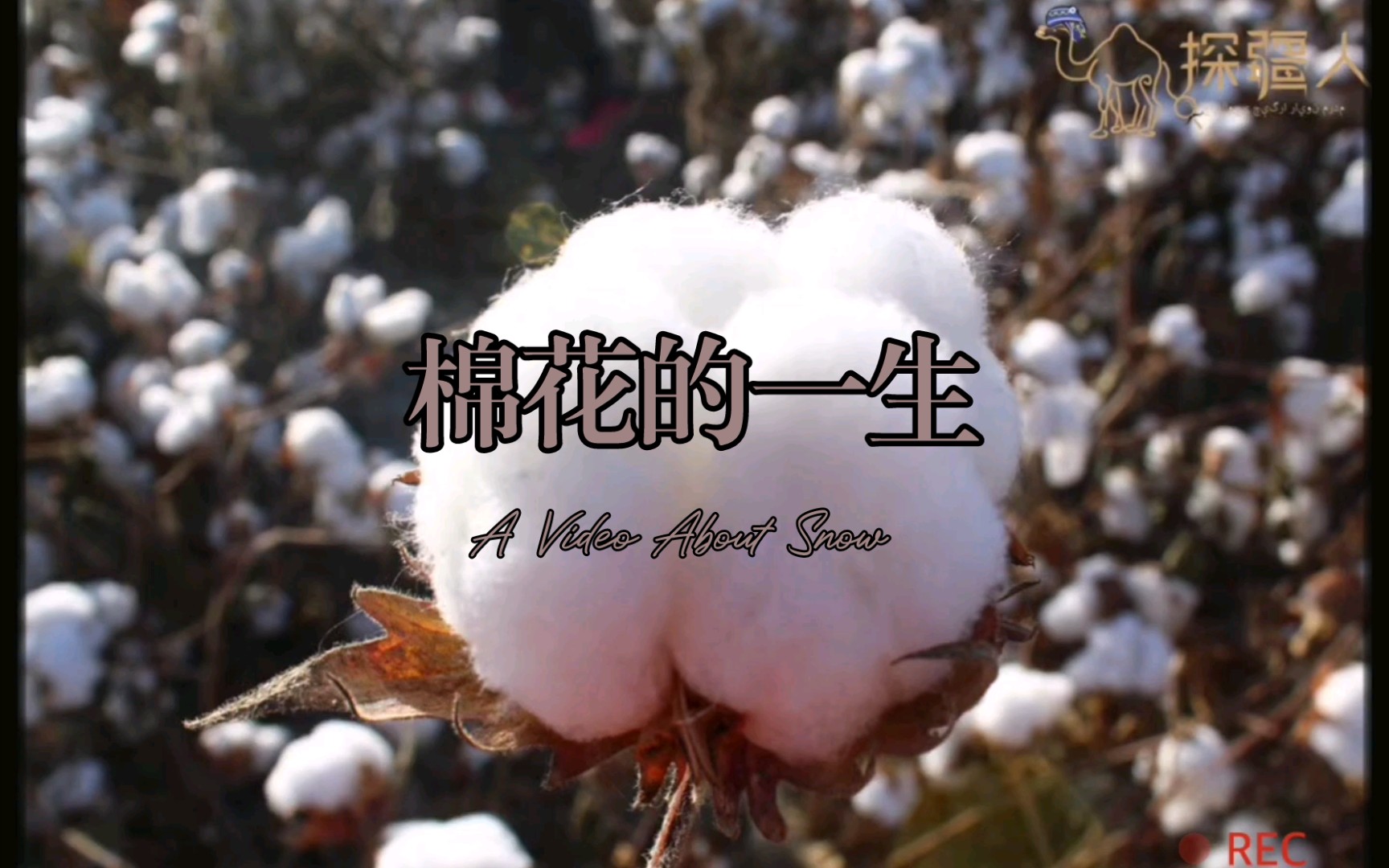 活动作品新疆棉花的一生