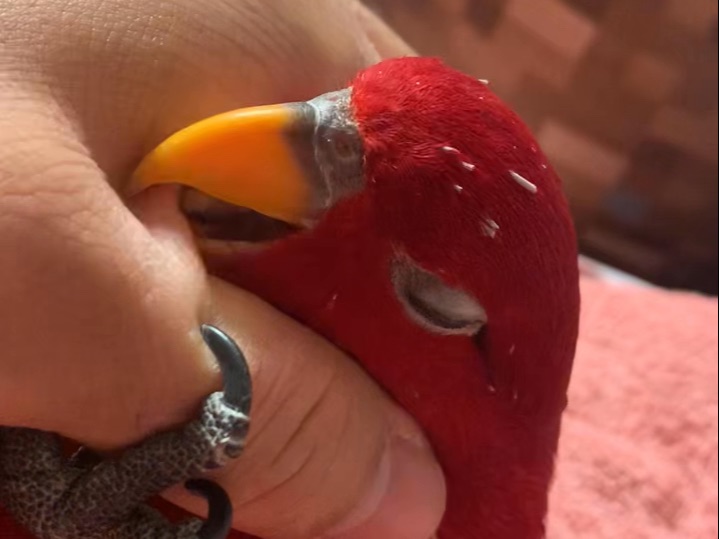 red birb97gumi chan pinfeather wuewuewuewue