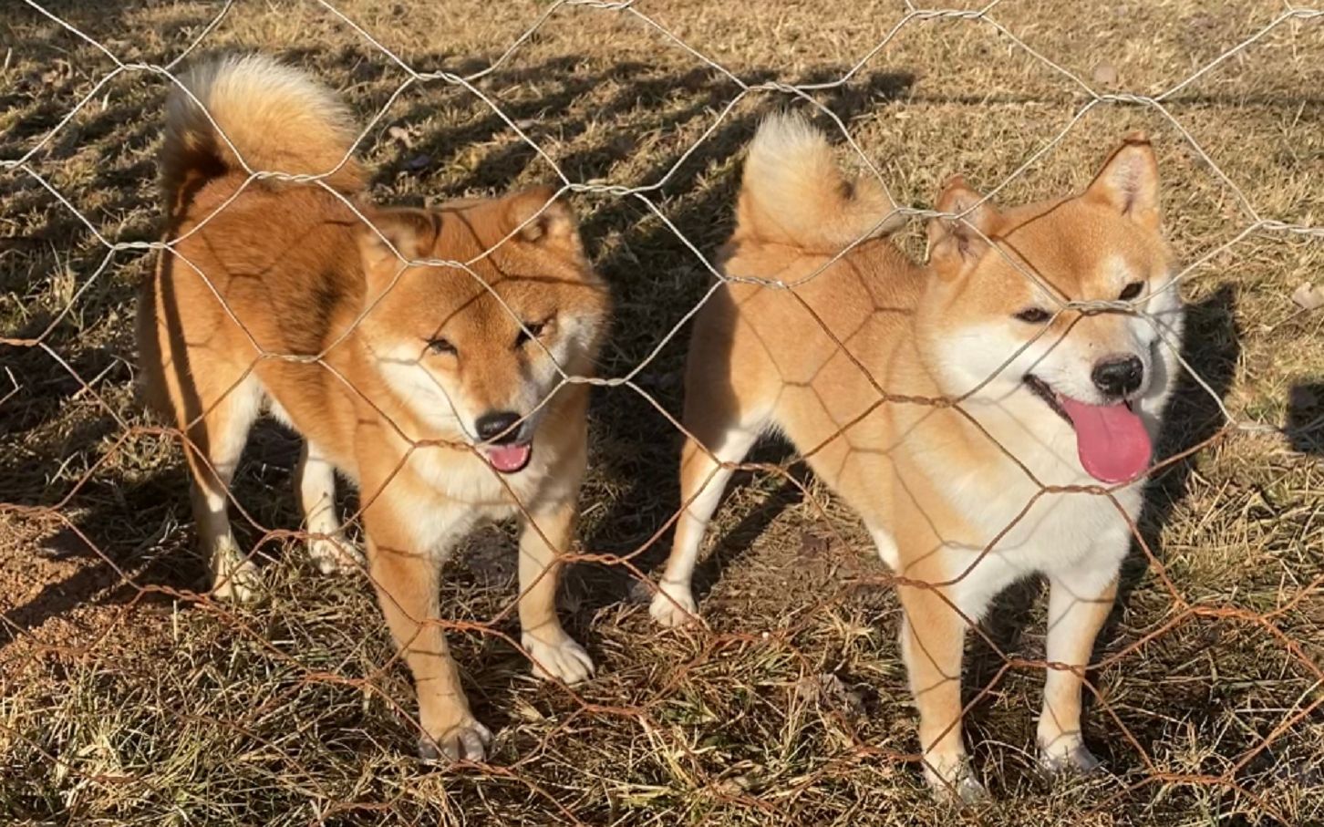 [图]【柴犬】网上代购买柴犬被骗？如何才能买到属于自己的健康小柴呢。