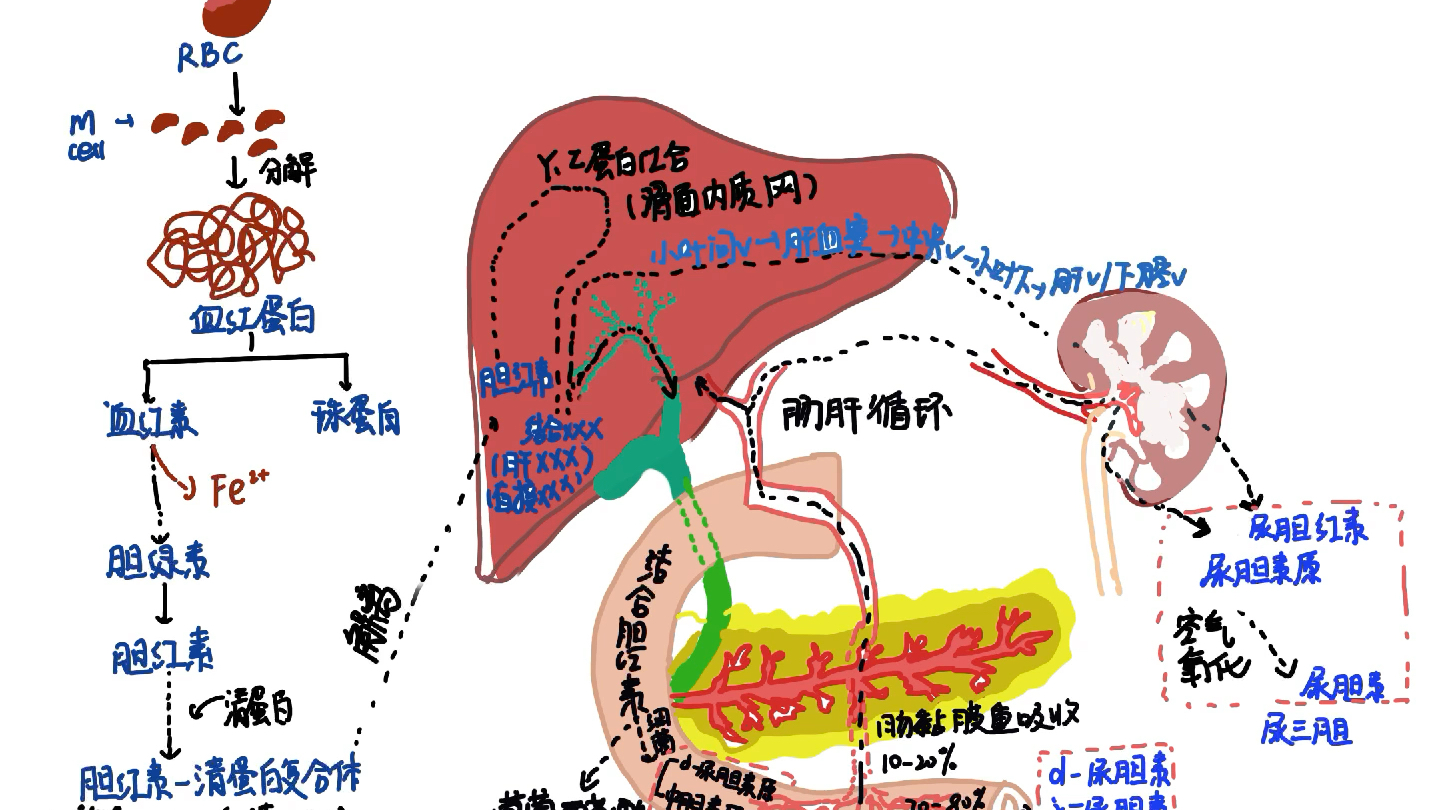 正常胆红素的代谢途径图片