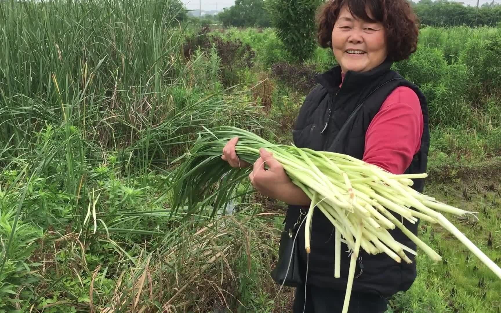 水蜡烛学名香蒲,很多人不知道它很好吃,趁着嫩时采些回家做菜哔哩哔哩bilibili