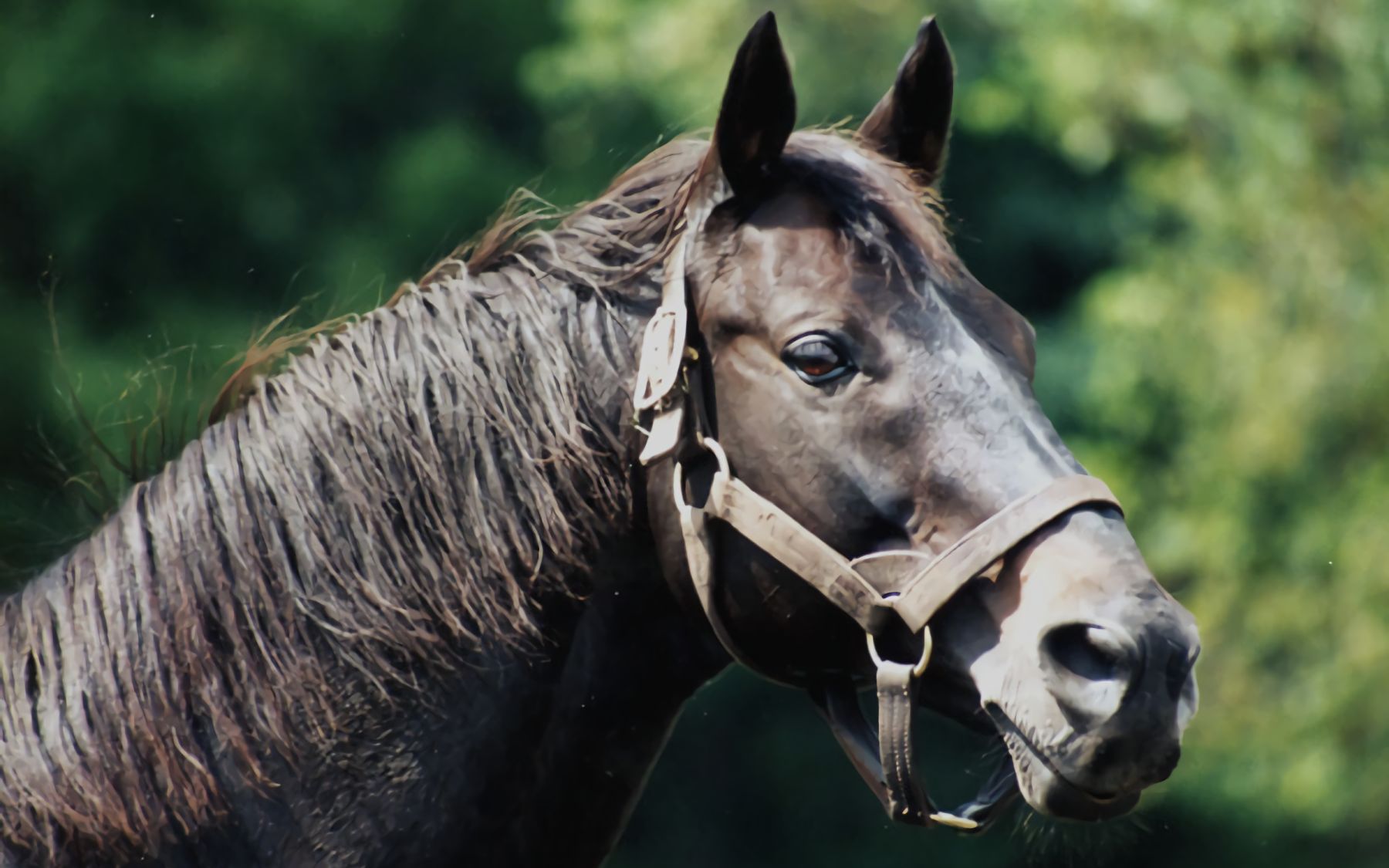 总是出迟的三冠马【千明代表】个性派的组合《赛马娘》丨ミスターシー