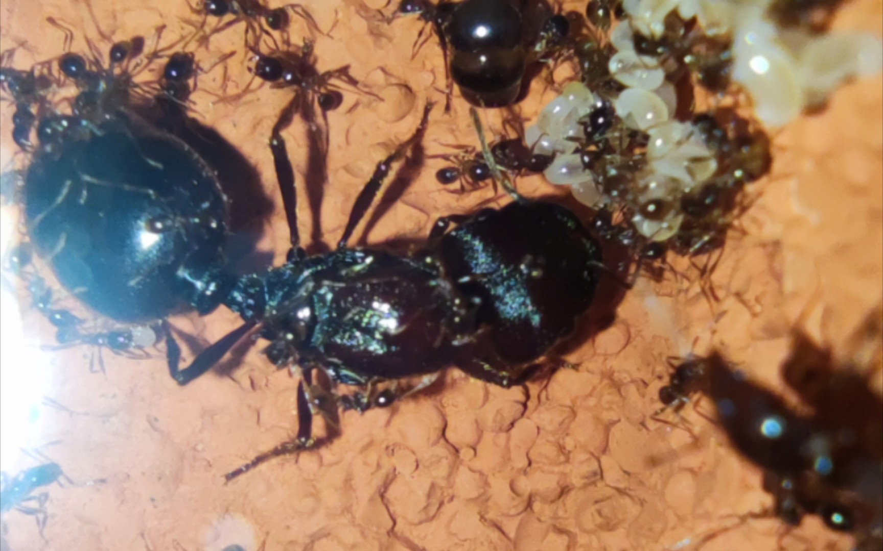 全异盲切叶蚁344天总结