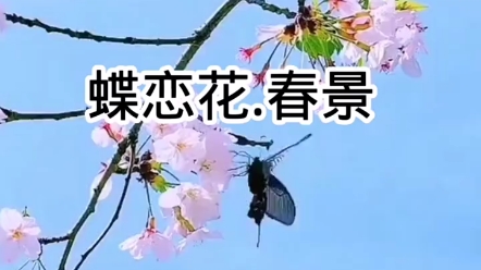 [图]《蝶恋花·春景》