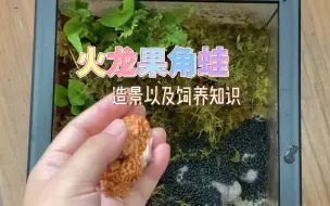 下载视频: 角蛙雨林缸造景以及饲养角蛙的一些注意事项