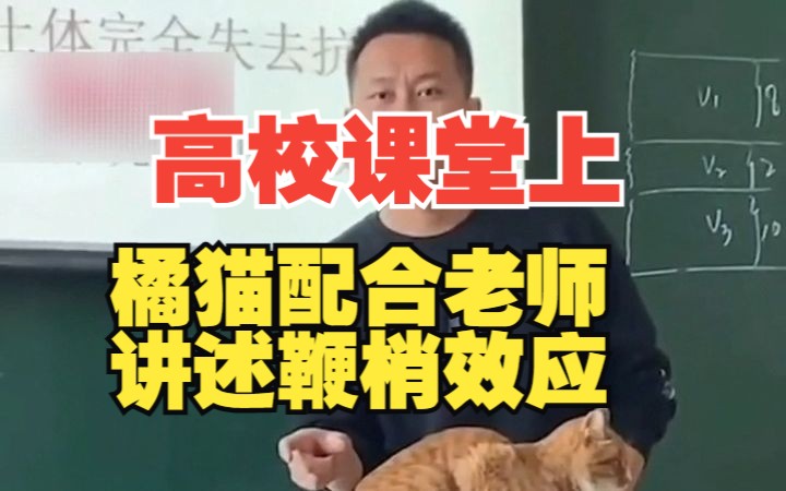 高校课堂上,一只橘猫配合老师讲述鞭梢效应.哔哩哔哩bilibili