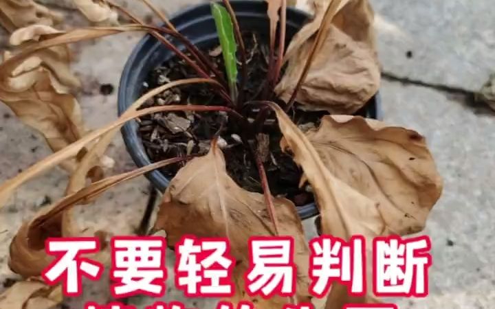 养花心得:不要轻易判断植物的生死!植物们的生命力远超我们的认知,学会等待,给它机会,给你惊喜!哔哩哔哩bilibili