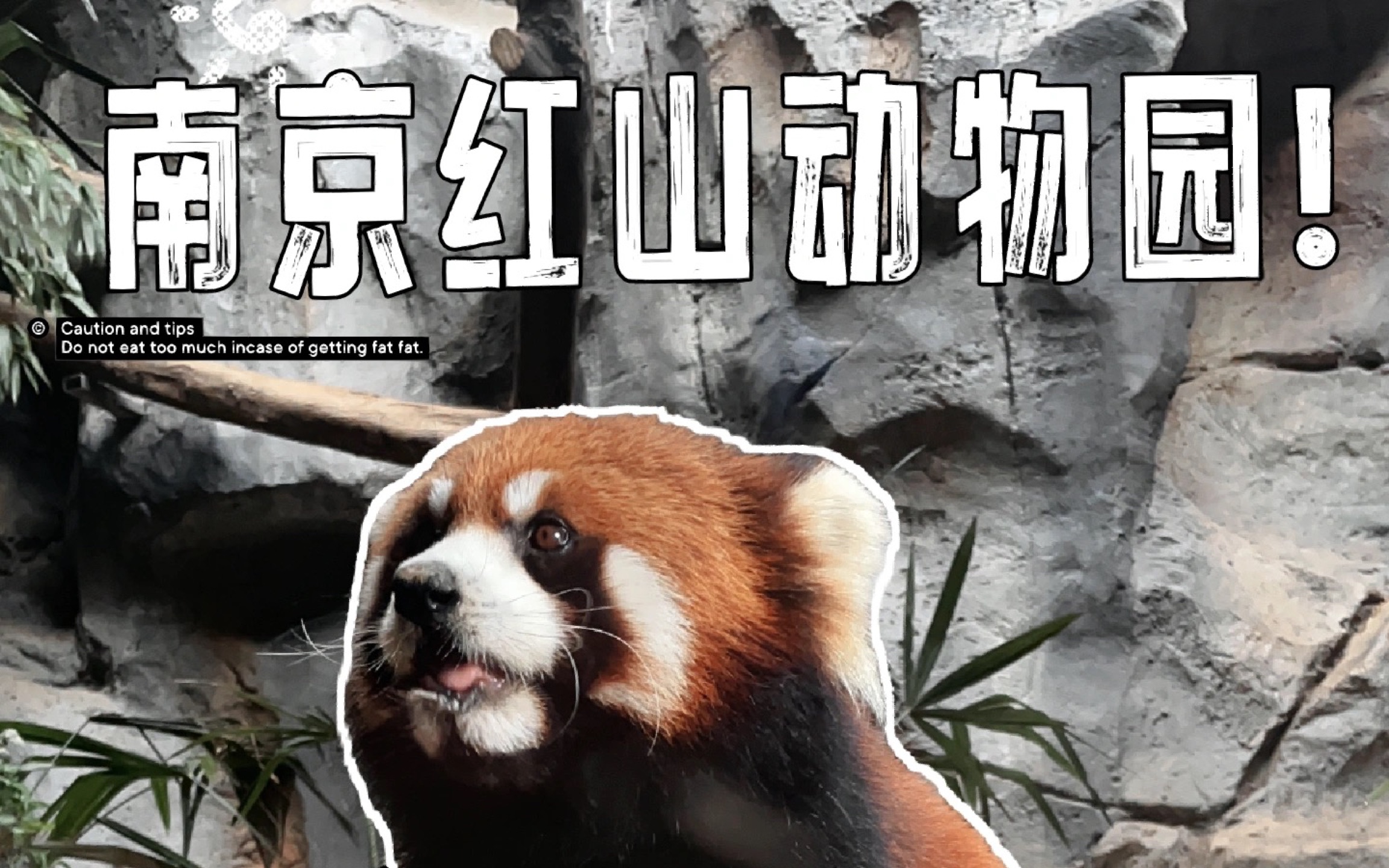 萌兽出没,注意避让!南京红山动物园是谁又在整活儿啦