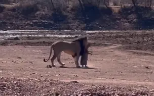 Скачать видео: 狮子一家与一只无所畏惧的小疣猪