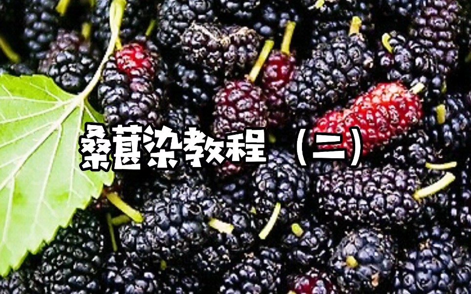 【非遗草木染教程】桑葚如果染布大家一定觉得是这个颜色的,来