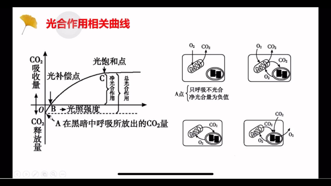 高三二轮复习【生物—光合作用】厦门慕课教育哔哩哔哩bilibili